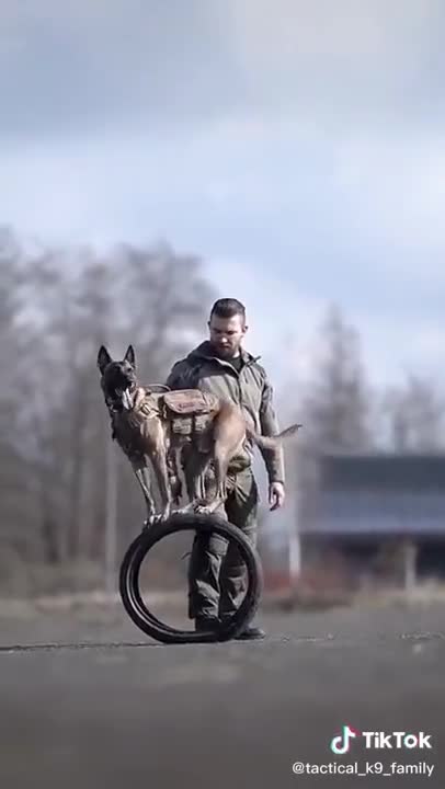 The dog balances on wheels