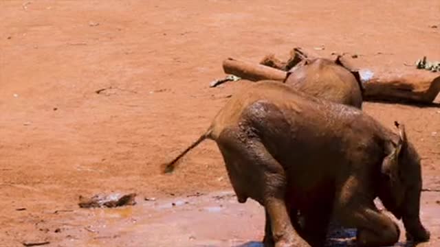 Cute baby elephants