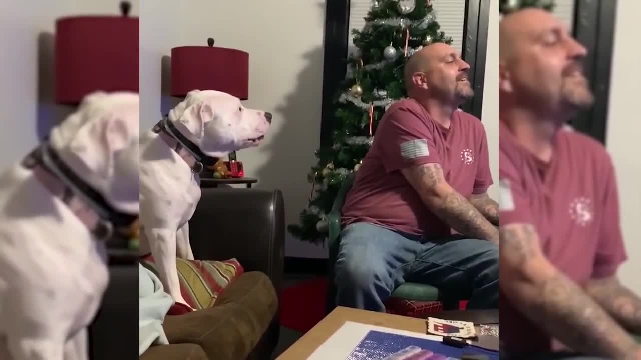 Dogs Want Attention Compilation