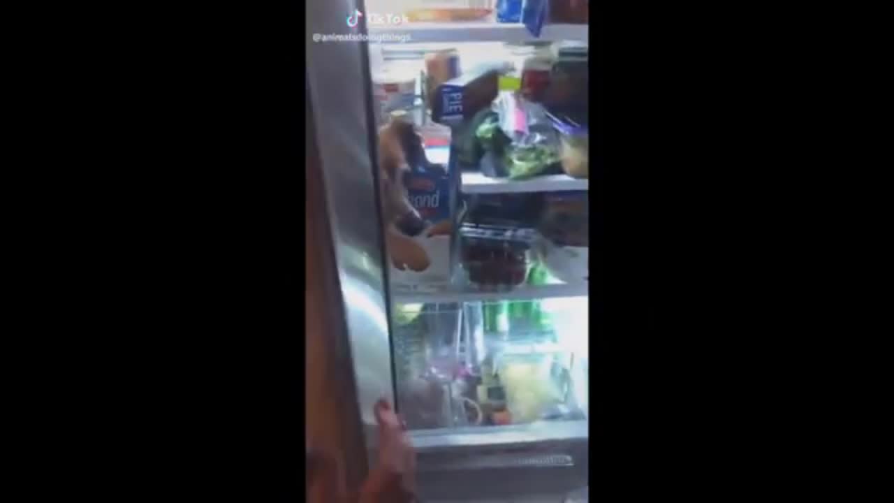 Funny Animals