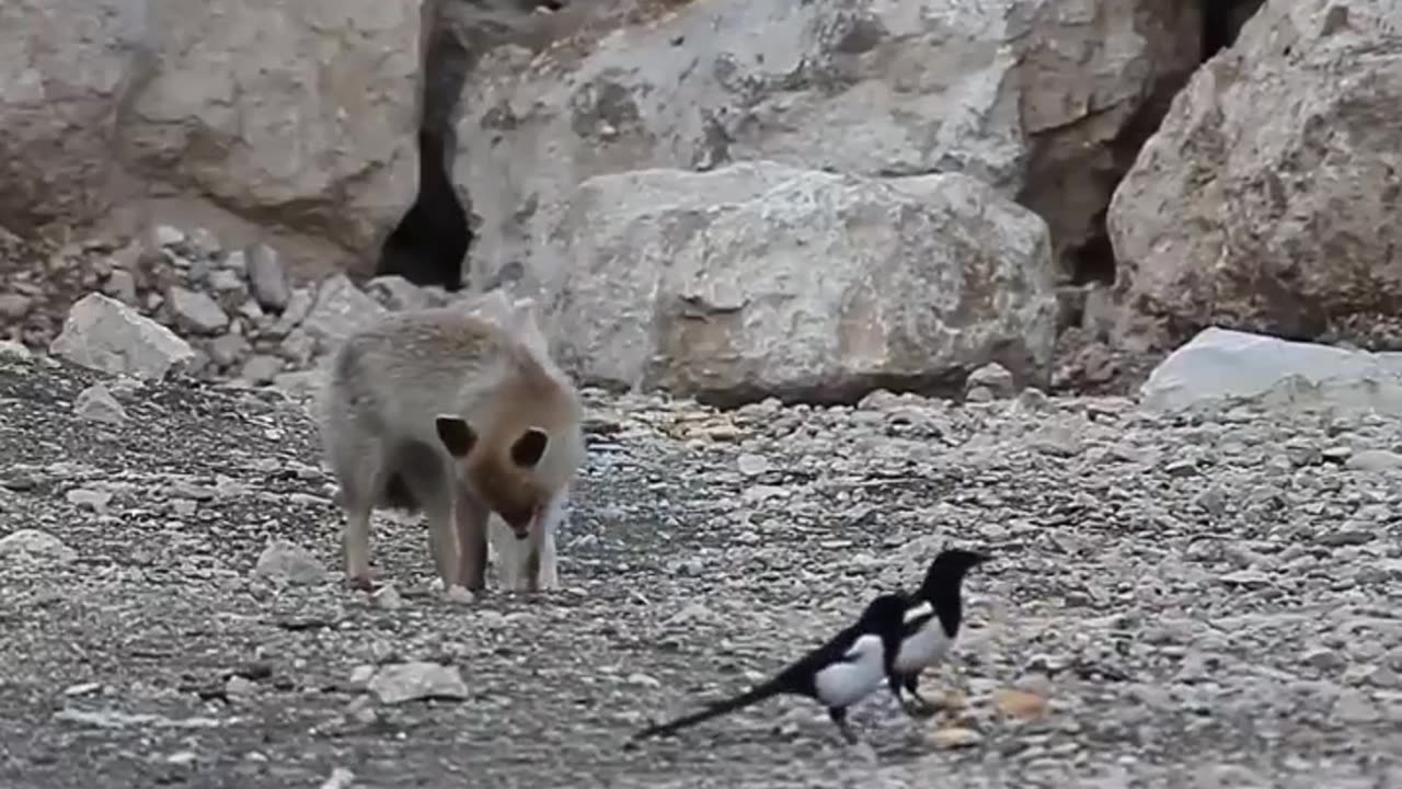 cat dog and birds. Friends come in all shapes and sizes