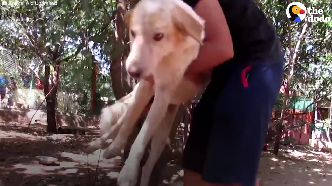 Dog Stuck On Highway In India Slowly Trusts Rescuers | The dodo