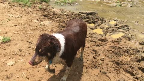 Australian shepherd playing in a pond