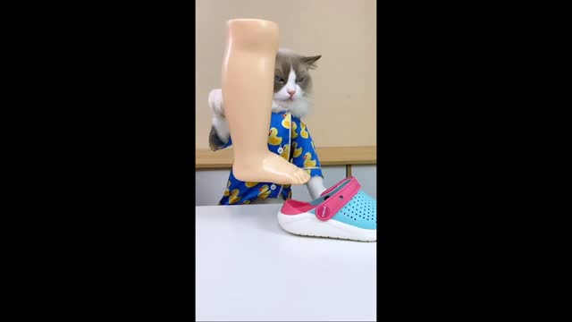 Cat vs man | challenge💪 | #cat #Funny #Entertainment