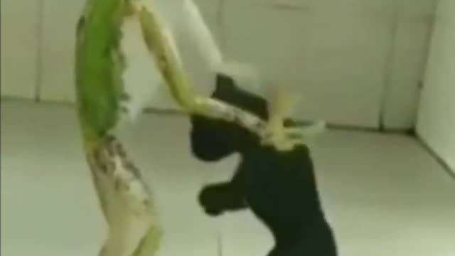 frog and dog dancing