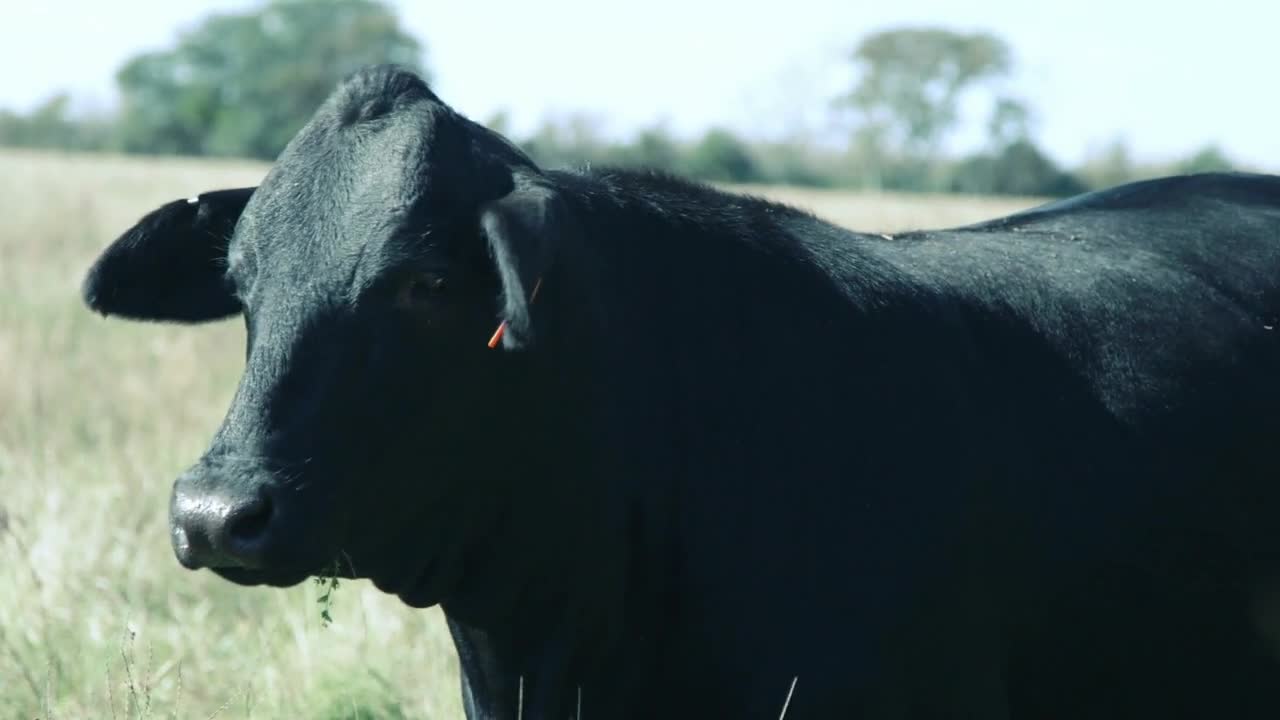 closeup of Brangus cow standing in pasture