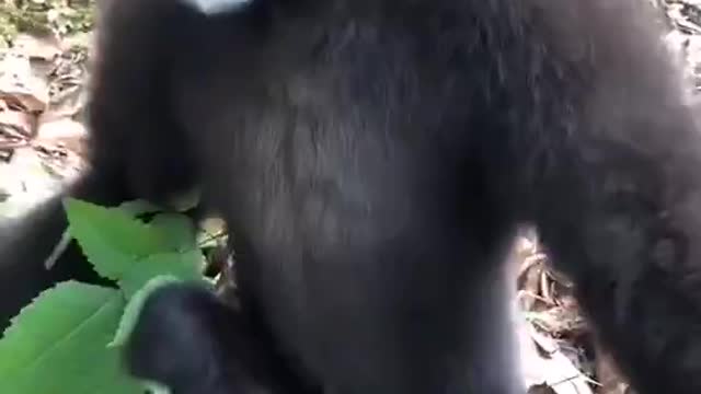 Nature & Animals🌴 - What does the Gibbon say?