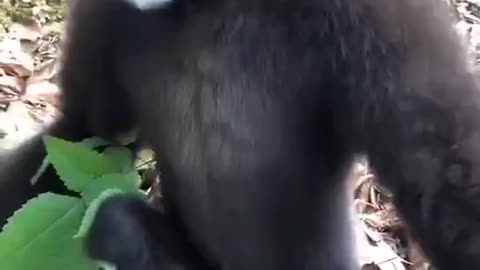 Nature & Animals🌴 - What does the Gibbon say?