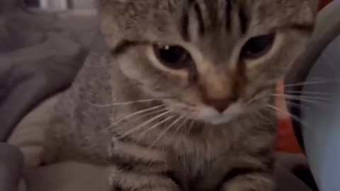 cute cats & funny cats #cutecat #funnycats