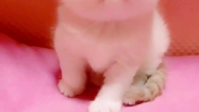 Cute Kitten