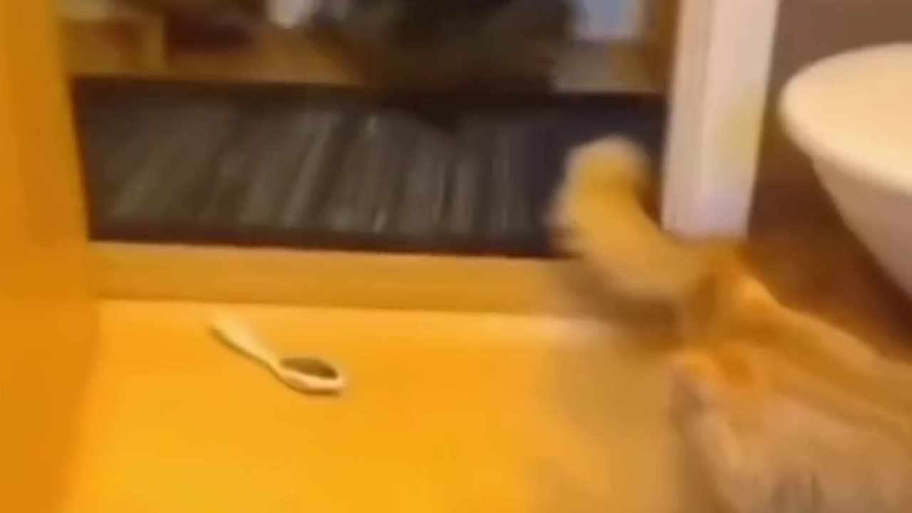 Funny video