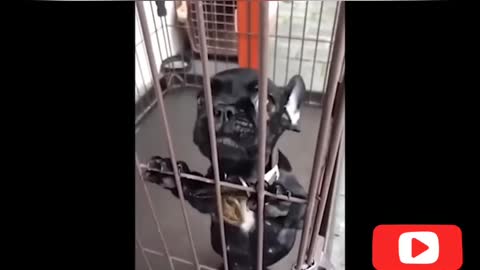 little puppy barking 😆 #Cute Puppy #Shorts