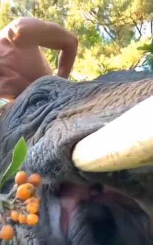 BEST ELEPHANT IN 2022