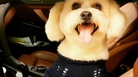 Baby funny dog video