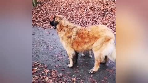 Lindo perrito ama a su ganso amigo丨Animales Bonitos