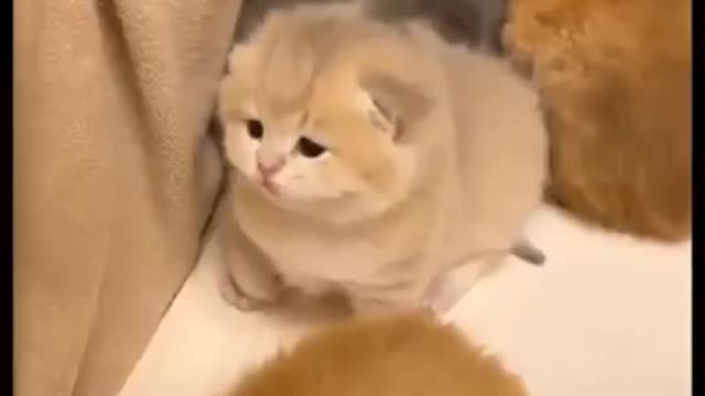 Funny Cat # 1