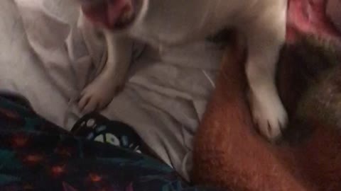 Chihuahua having fun being aggresive