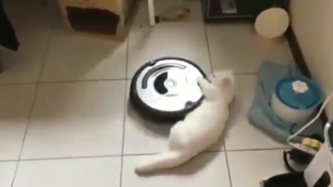 cat playing with robot vacuum cleaner! 😺😺😺😺