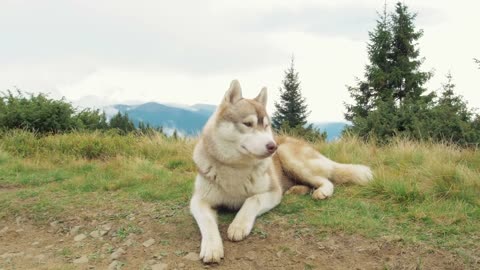 Cute and funny dog