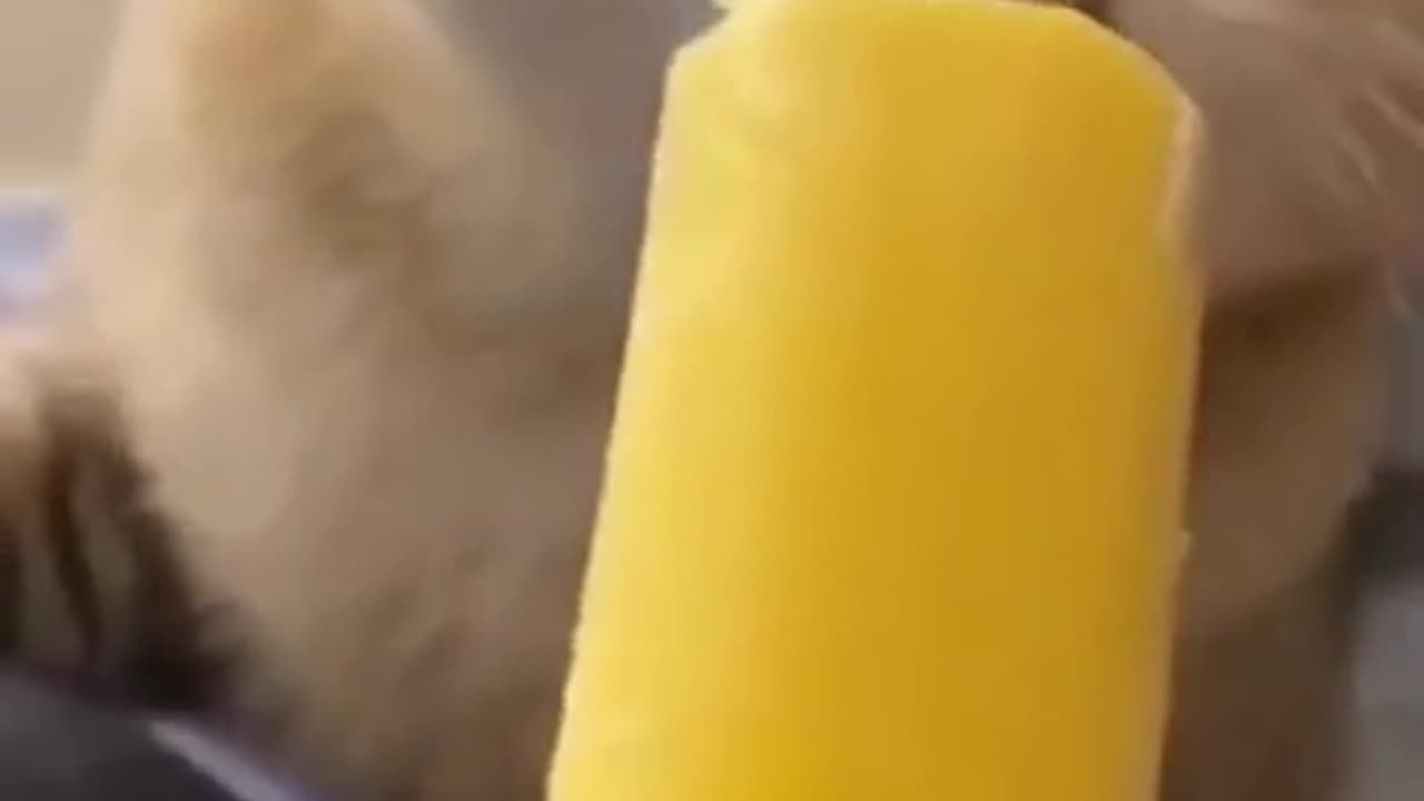 funny animals