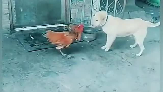 Chiken_VS_Dog_Fight_Funny__(Parte 8)