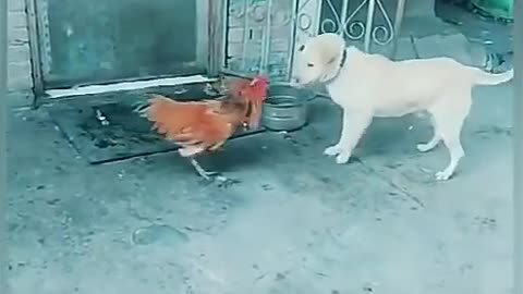 Chiken_VS_Dog_Fight_Funny__(Parte 8)