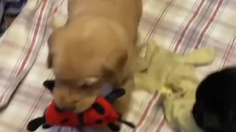 Cute Dog video Compilation Try Not Laugh🤣🤣🤣