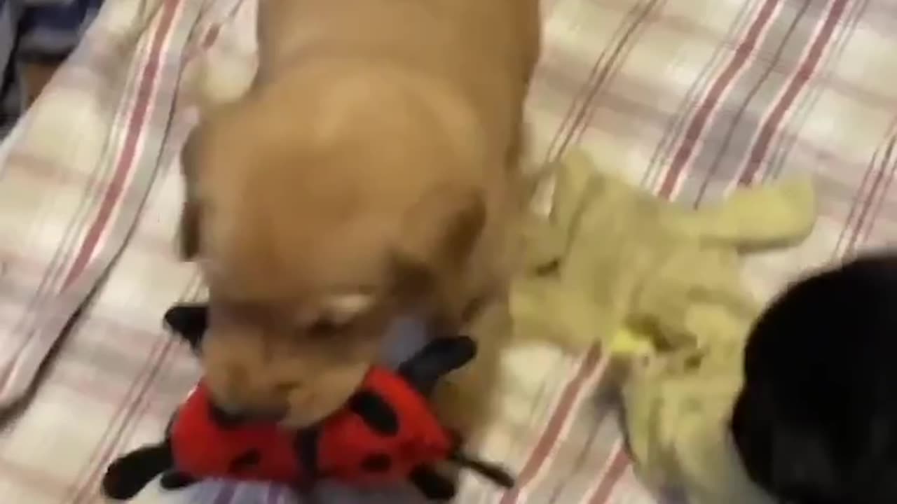 Cute Dog video Compilation Try Not Laugh🤣🤣🤣