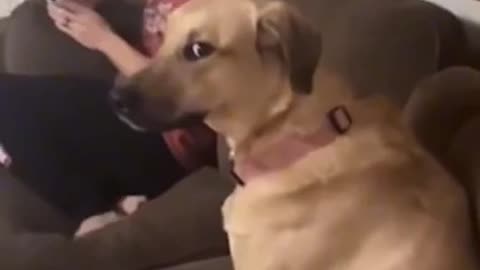 This dog did not want his owner speaking to him