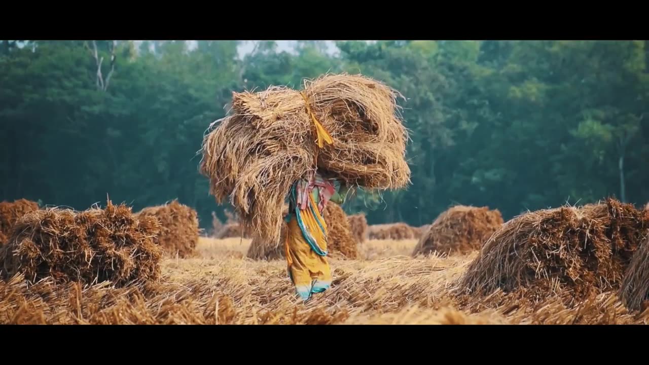 Proses panen padi di sawah cinematic