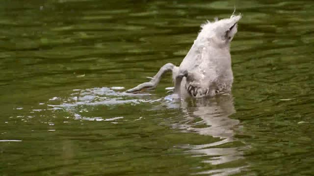 Funny Swan Swimming