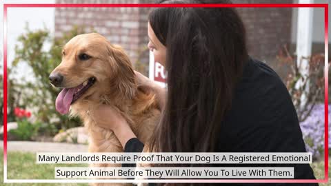 Registering An Emotional Support Dog