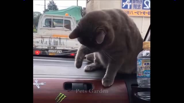 Cute & Funny Pet Compilation (#126)