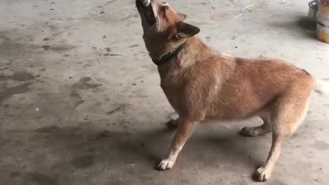 Red cattle dog and kid playing