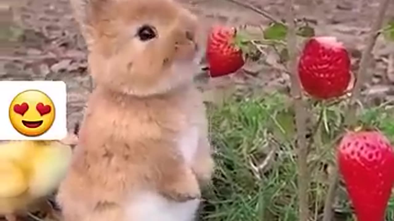 cute animals