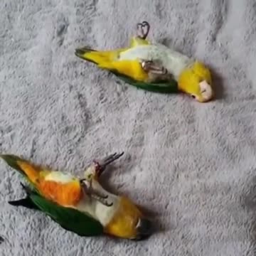 Bird world funny video 2