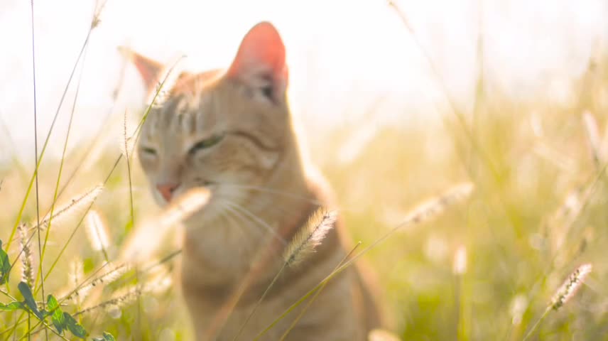 A Singel Cat In The Sun🐈.