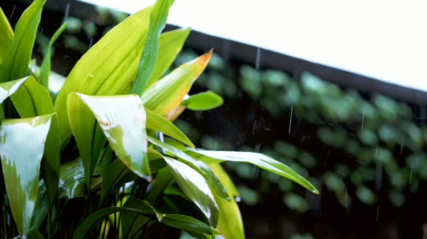 The leaves of iris are long and wide