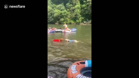 Two stubborn dogs have an intense game of tug-of-war over a stick at Chattahoochee River