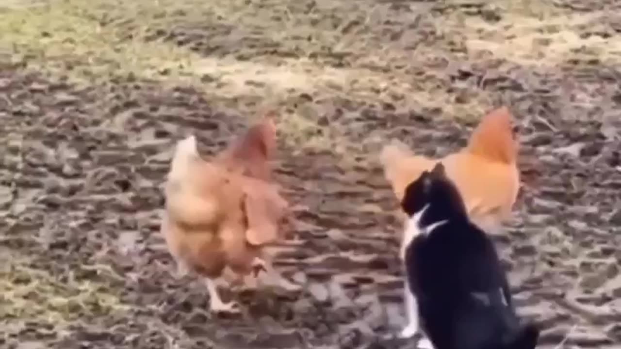 The chickens drove the cat away #shorts #shortvideo #video #virals #videoviral