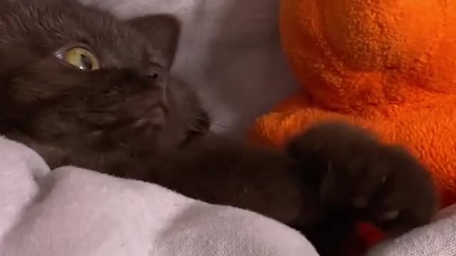 Cute baby Cat playing with taddy bear