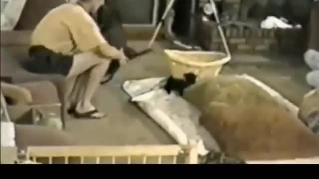 funny cats