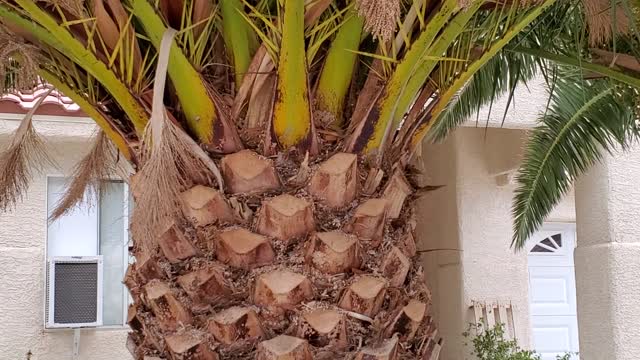 The Perfect Palm Tree with lots of date fruit