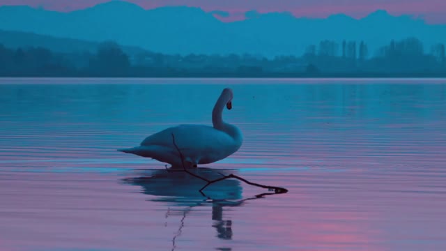 See how a swan behaves when it is alone