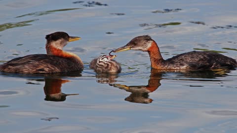 The Red Necked Grebe: Close Up HD Footage (Podiceps grisegena)