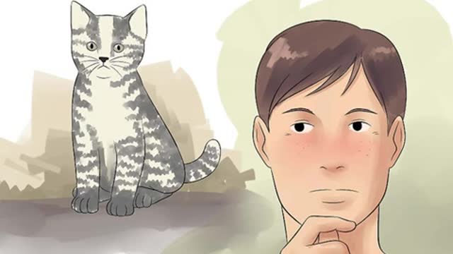 How to become a cat breeder and breed cats💲💲🐱