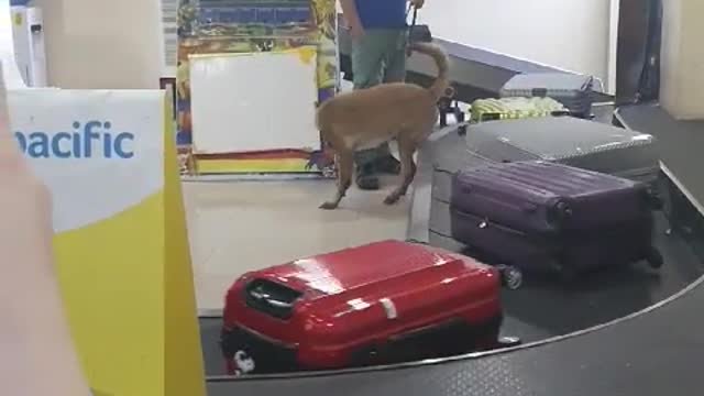 Drug detection dogs at the airport in the Philippines!