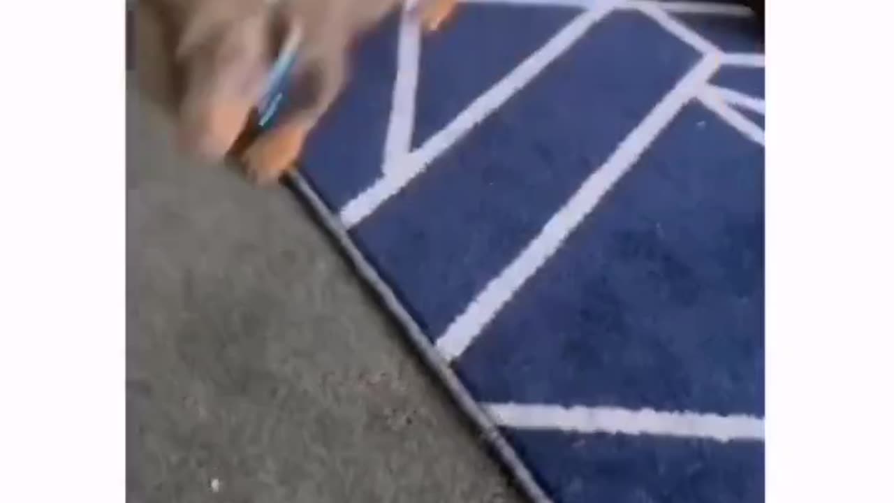 Funny Animal Videos