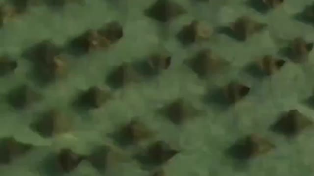 SNEAKY STINGRAY