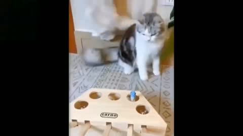 Cute cat playing||Pet lovers